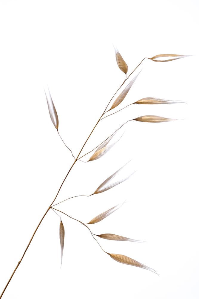 Delicate Dried Oats by Thierry Lagandré (Transgressed Light) — canvas wall art