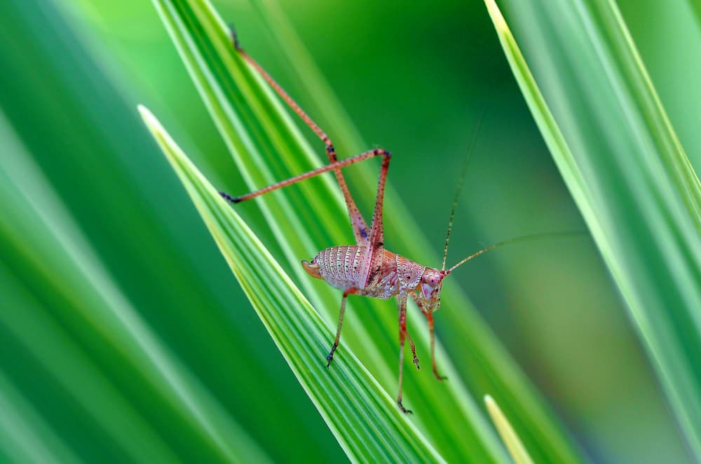 Vibrant Katydid Close-up by Thierry Dufour — canvas wall art