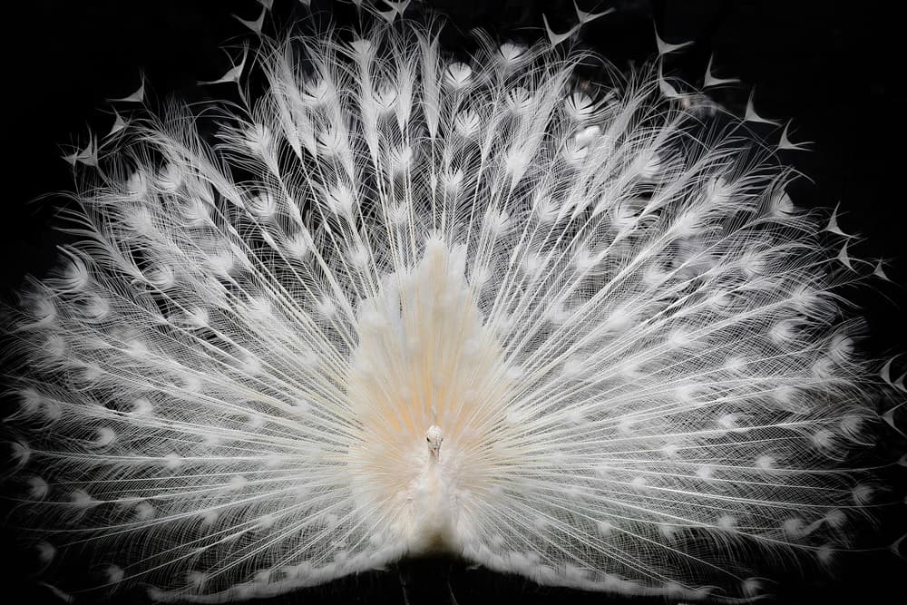 Majestic White Peacock by Pino Liddi — canvas wall art