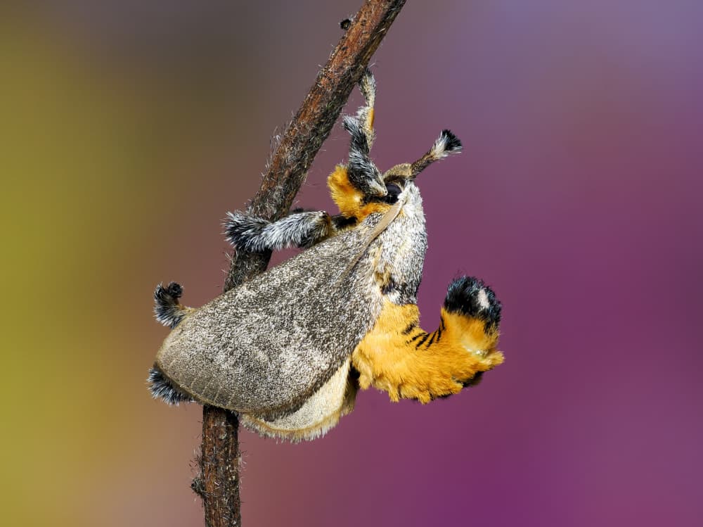 Fuzzy Orange Moth by HuongHoang — canvas wall art