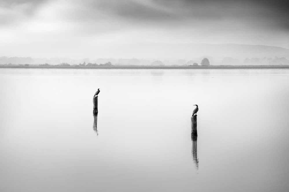 Misty Lake Birds by George Digalakis — canvas wall art