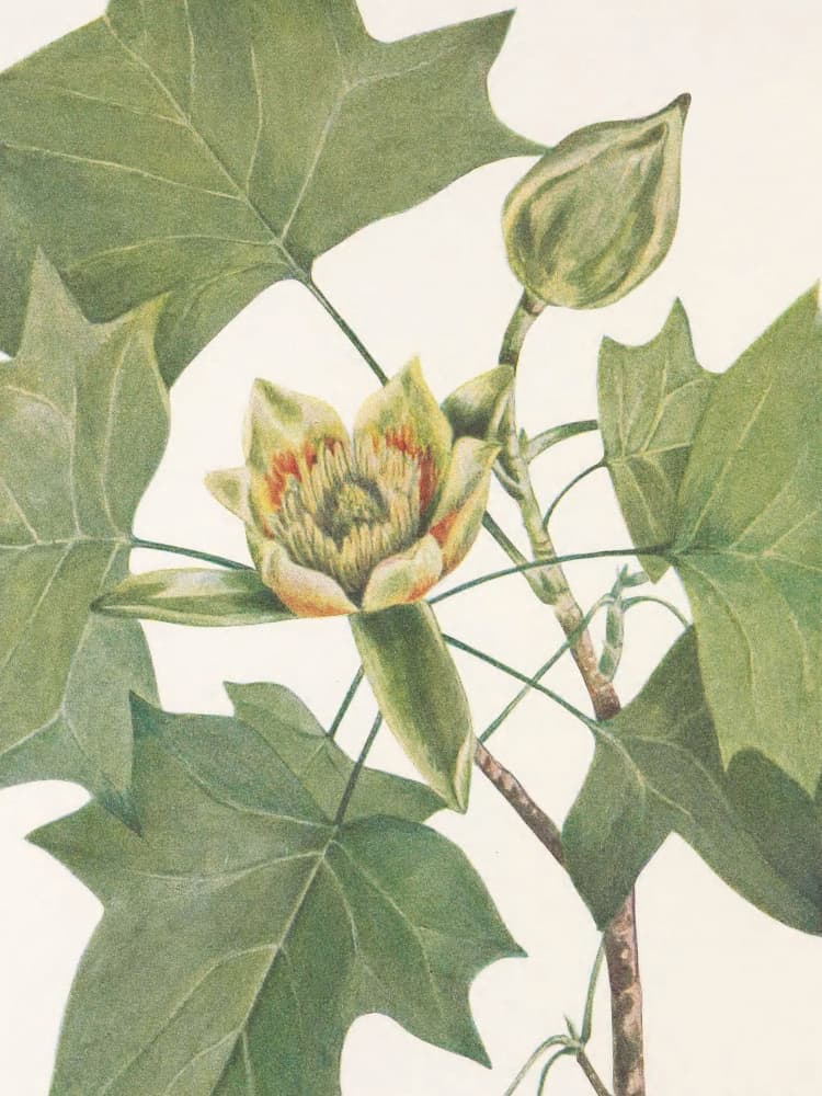 Tulip Tree From North American Wildflowers (1925) By Mary Vaux Walcott. by Mary Vaux Walcott — canvas wall art
