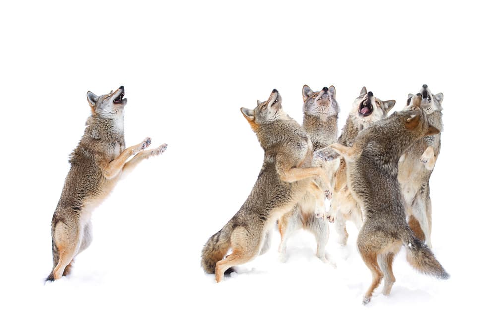 Howling Coyote Pack by Jim Cumming — canvas wall art