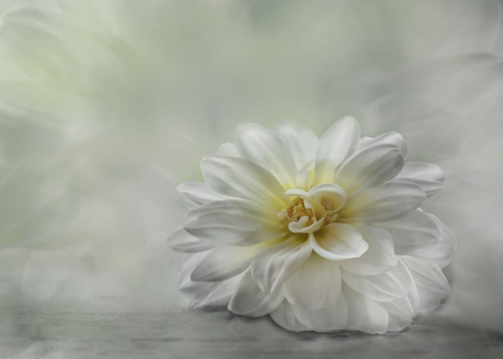 Serene White Dahlia by Elisabeth van Helden — canvas wall art