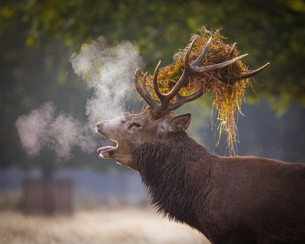 Stag's Misty Roar by Kutub Uddin — canvas wall art