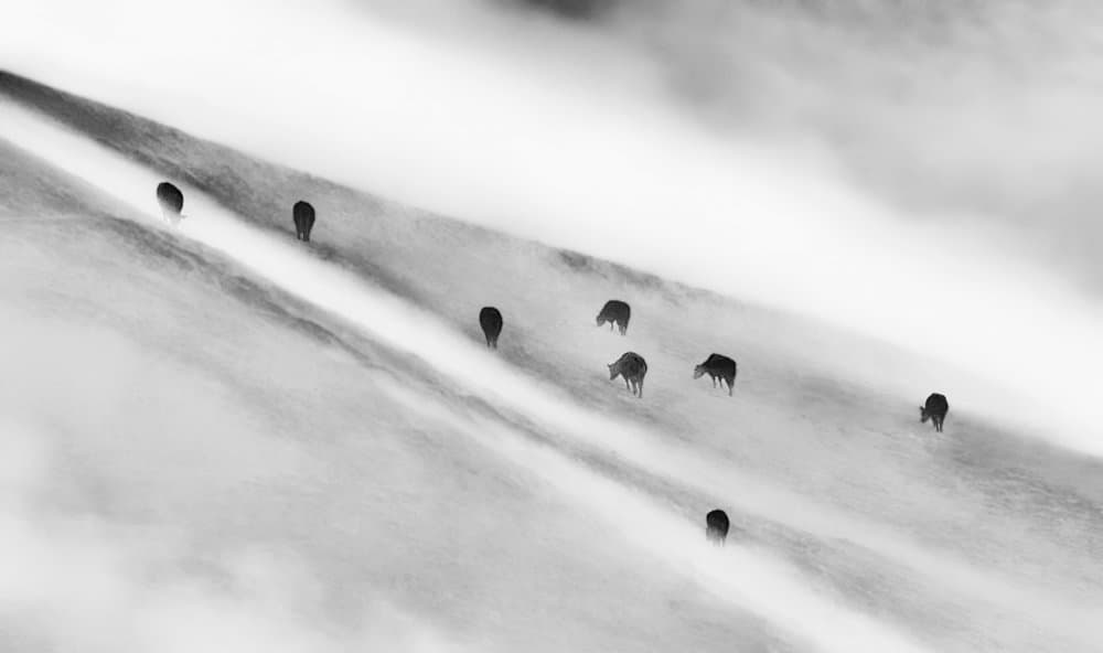 Misty Mountain Herd by Jenny Qiu — canvas wall art