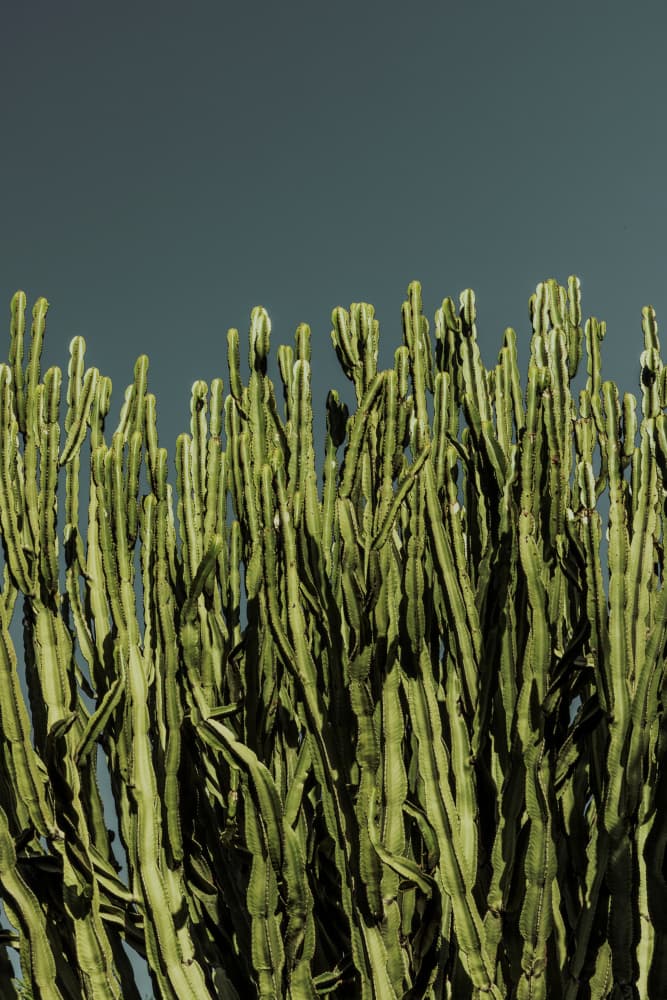 Cacti by Mareike Böhmer — canvas wall art