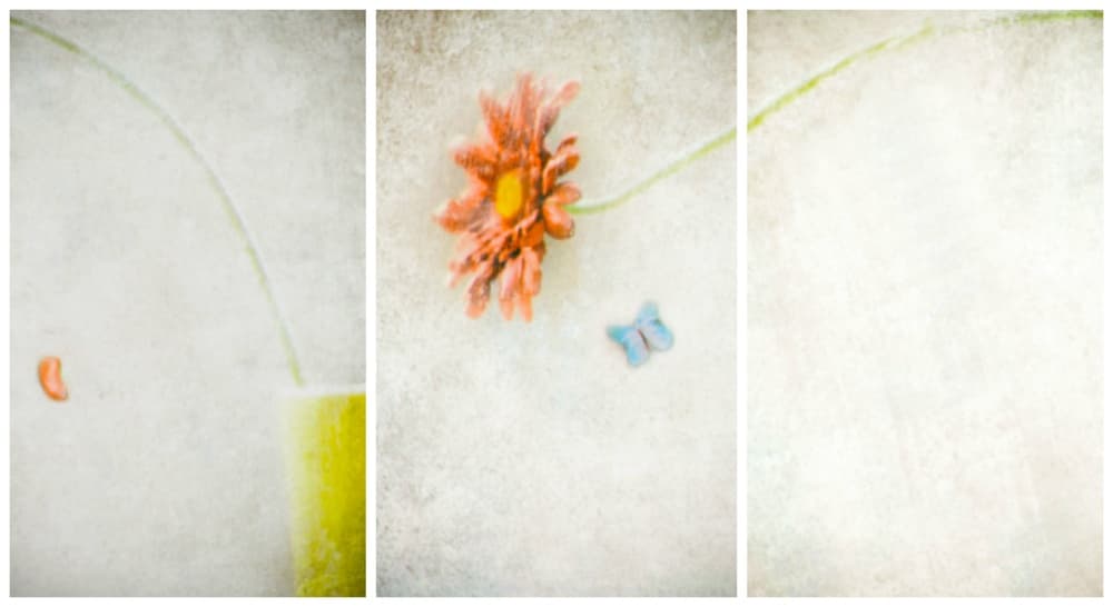 Pastel Gerbera Butterfly by Delphine Devos — canvas wall art