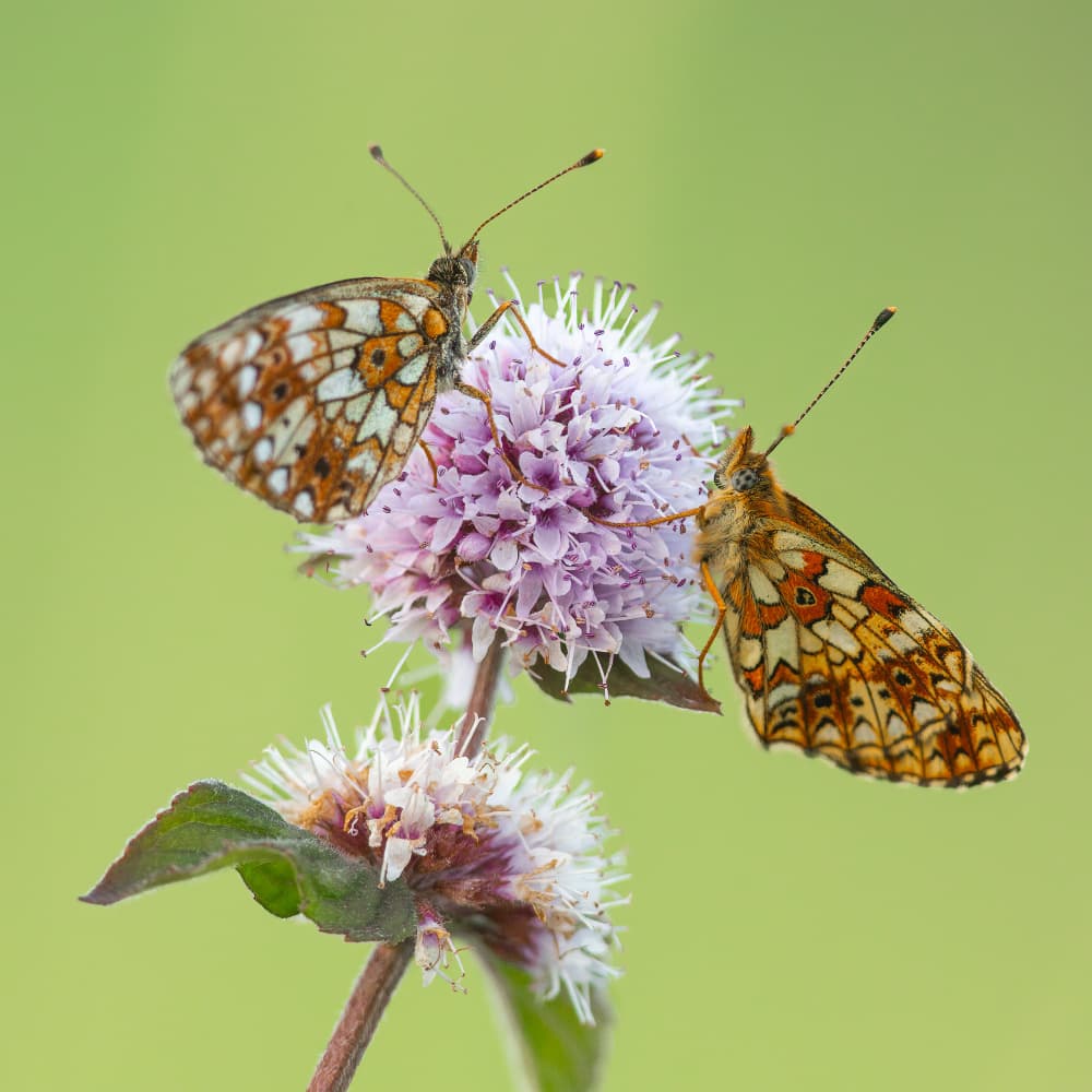Butterflies on Mint by Annie Keizer — canvas wall art