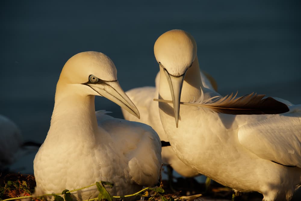 Golden Gannet Pair by Piet Haaksma — canvas wall art