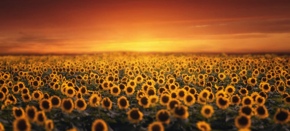 Golden Sunflower Sunset by Tiger Seo — canvas wall art