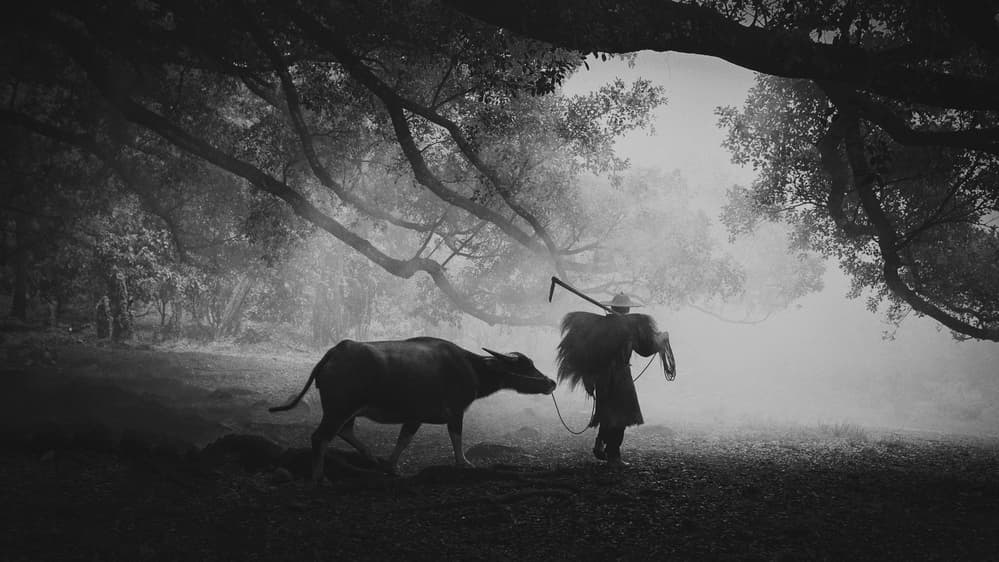 Misty Farmer and Buffalo by Ahmed Abdulazim — canvas wall art