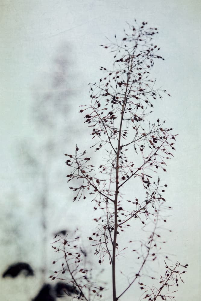 Dried Winter Stems by Olivia Joy StClaire — canvas wall art