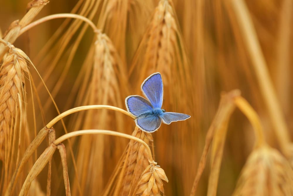 Blue Butterfly Golden Wheat by Bojan Kolman — canvas wall art