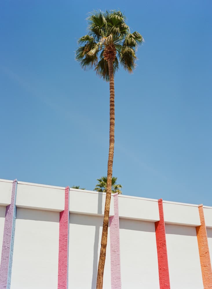 Tall Palm Bright Stripes by Bethany Young — canvas wall art