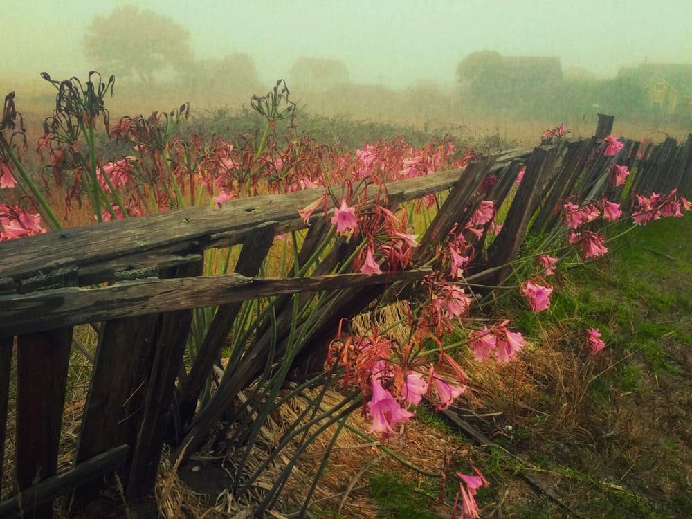 Misty Pink Flowers Fence by mikehull — canvas wall art