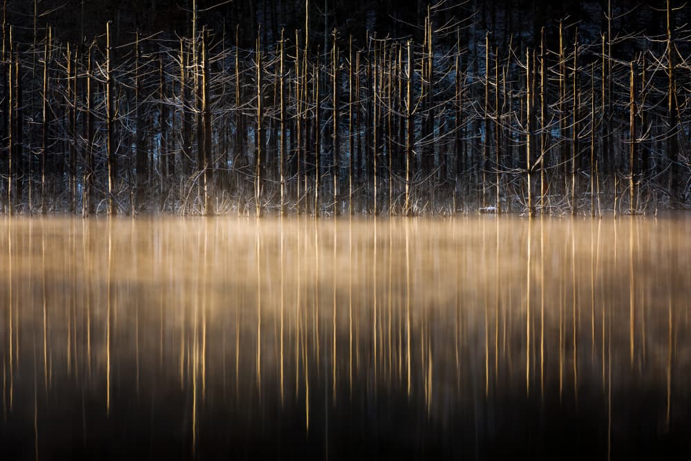 Ethereal Tree Reflection by Dan Mirica — canvas wall art