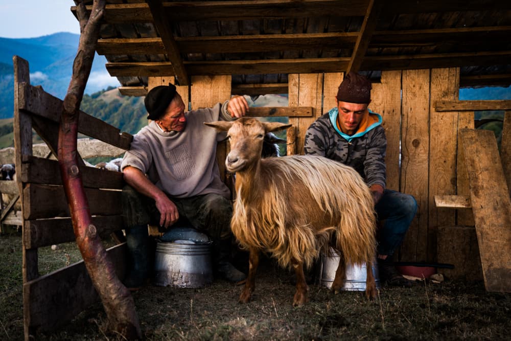 Shepherd and Goat by Adrian — canvas wall art