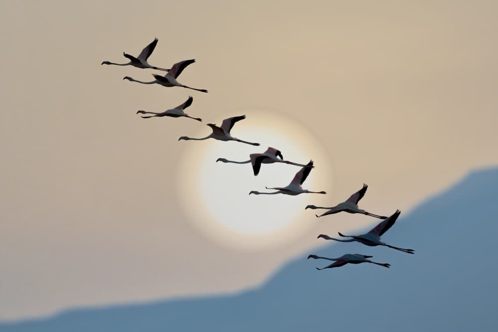 Flamingo Sunset Silhouettes by אייל בר אור • Eyal Bar Or — canvas wall art