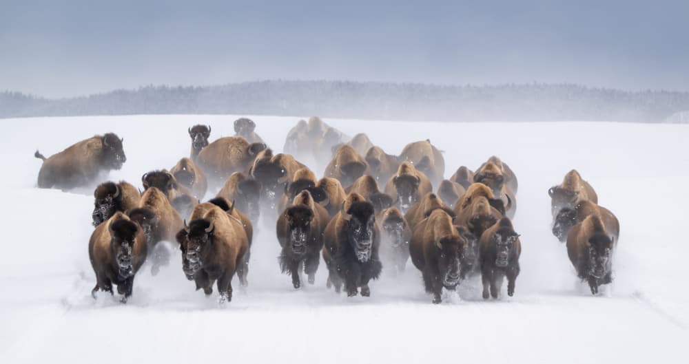 Running Bison Herd by Vicki Lai — canvas wall art