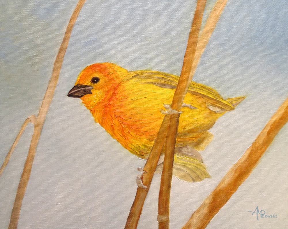 Saffron Finch by Angeles M. Pomata — canvas wall art