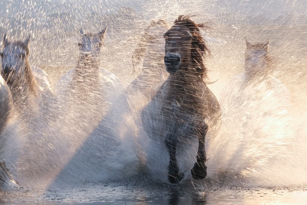 Charging Wild Horses by Bingo Z — canvas wall art