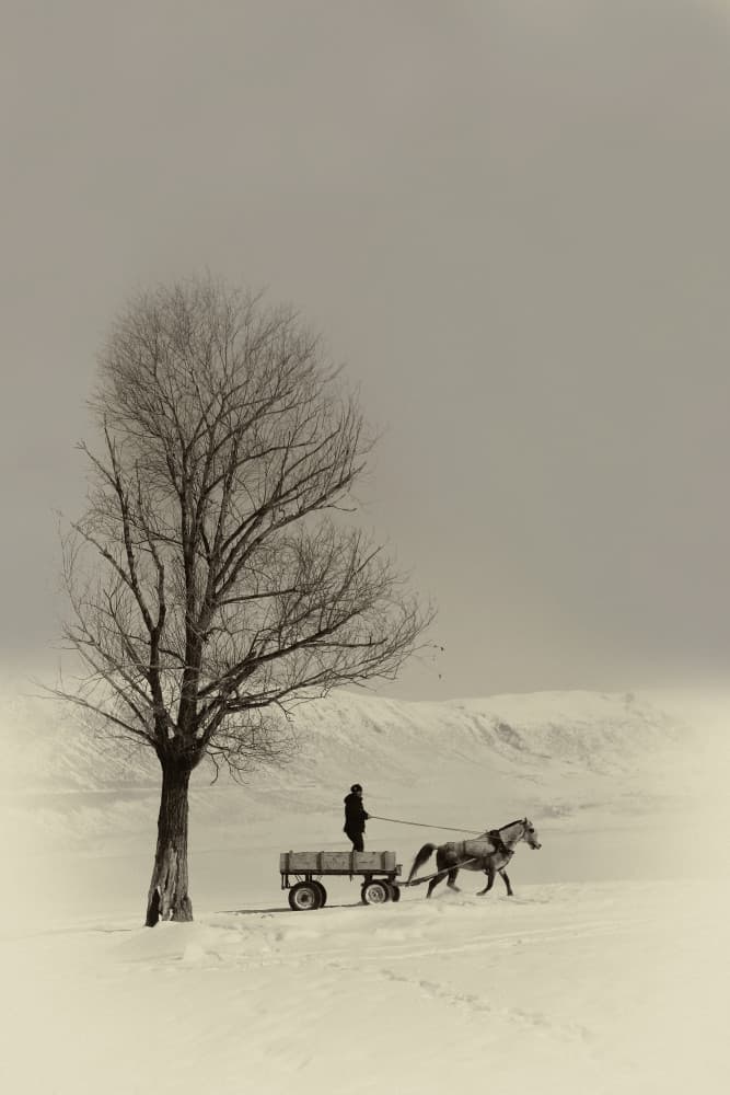 Winter Horse Cart Journey by Emine Basa — canvas wall art