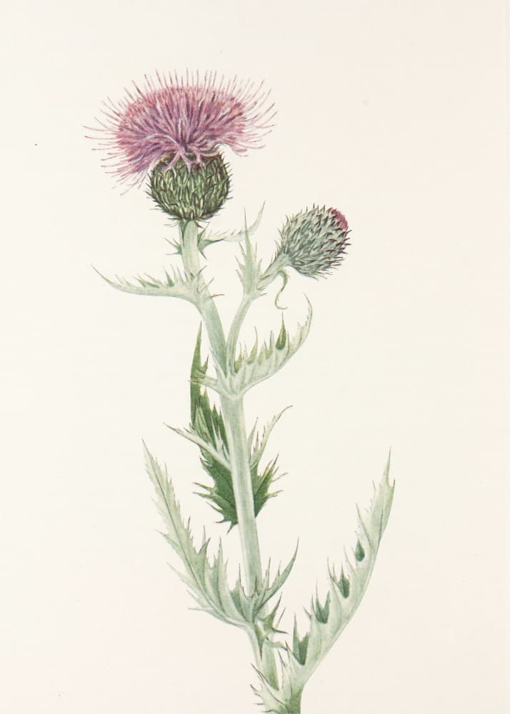Prairie Thistle From North American Wildflowers (1925) By Mary Vaux Walcott. by Mary Vaux Walcott — canvas wall art