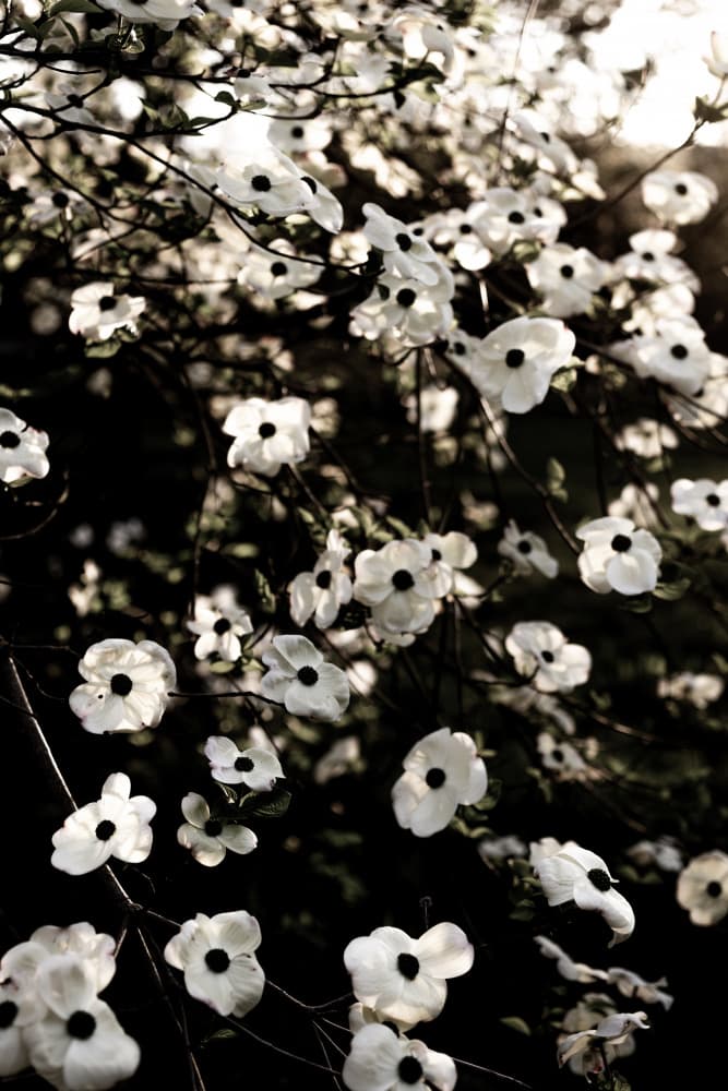 White Spring Tree 5 by Mareike Böhmer — canvas wall art