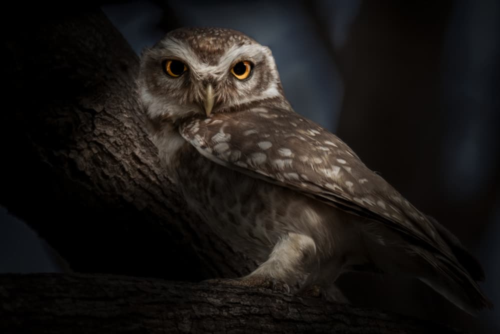 Spotted Owlet Gaze by Anita Singh — canvas wall art
