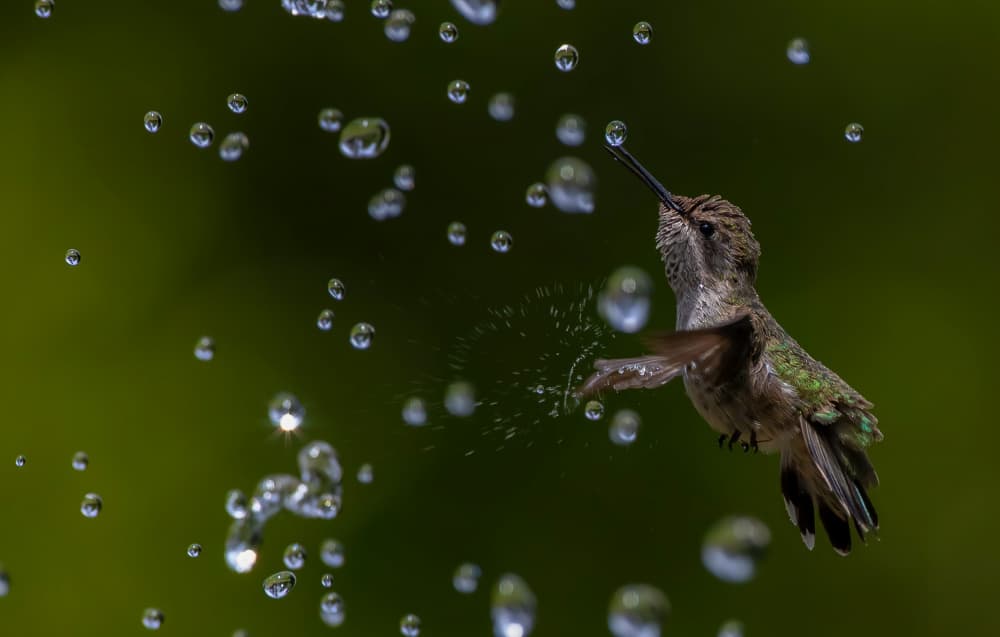 Hummingbird Water Splash by Johnson Huang — canvas wall art