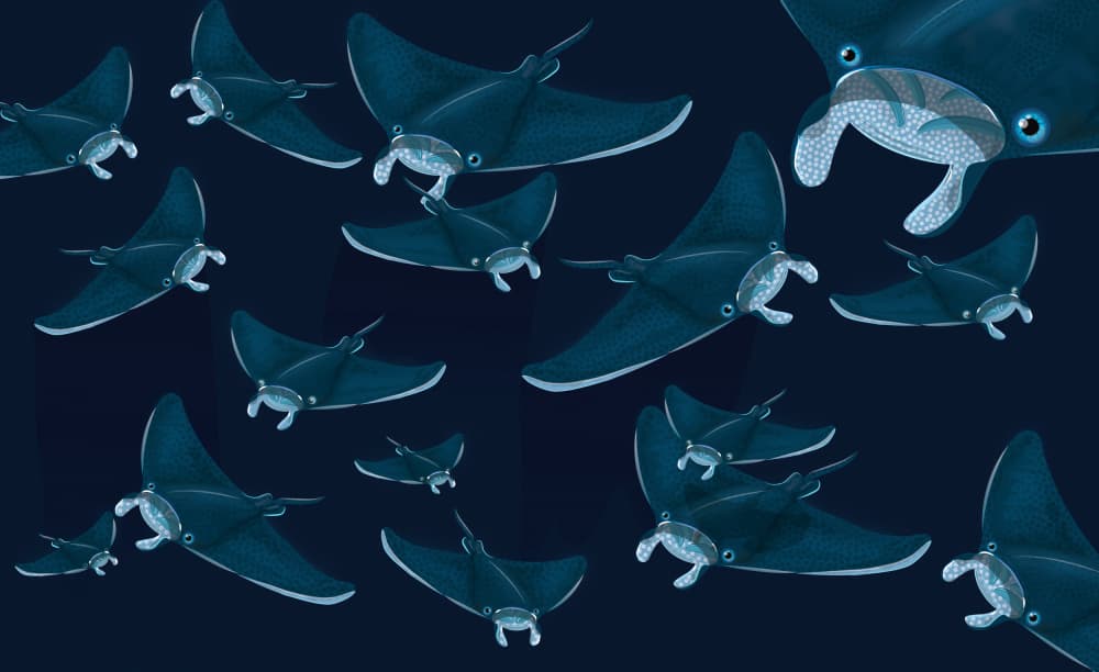Deep Ocean Manta Rays by Nicholas — canvas wall art