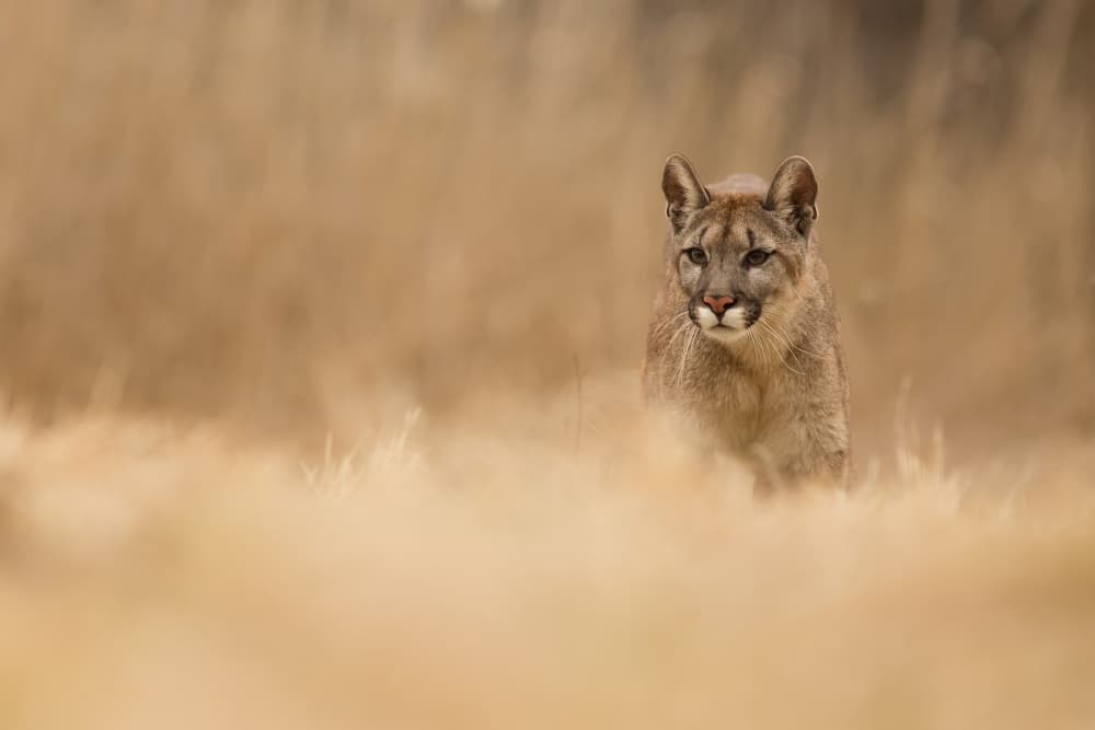 Cougar in Golden Grass by Milan Zygmunt — canvas wall art