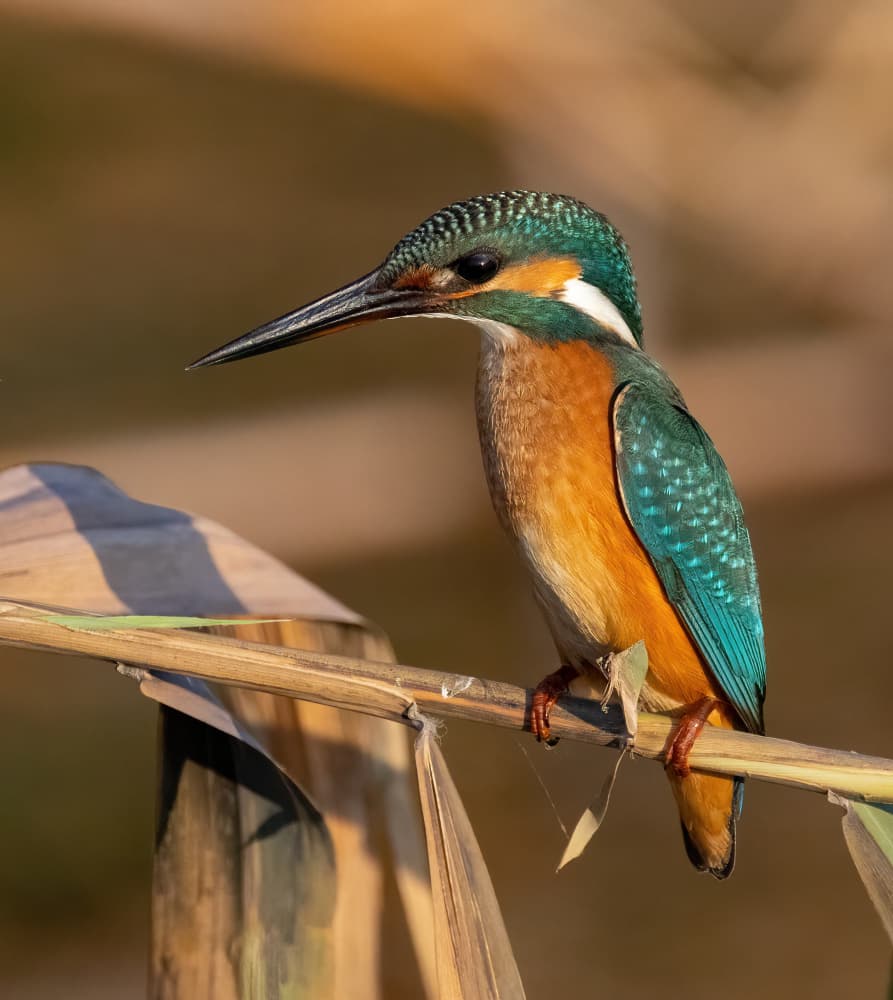 Kingfisher Bird Portrait by Guy Wilson — canvas wall art