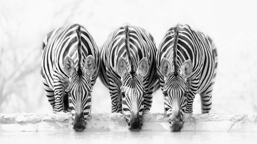 Three Zebras Drinking by Henry Zhao — canvas wall art