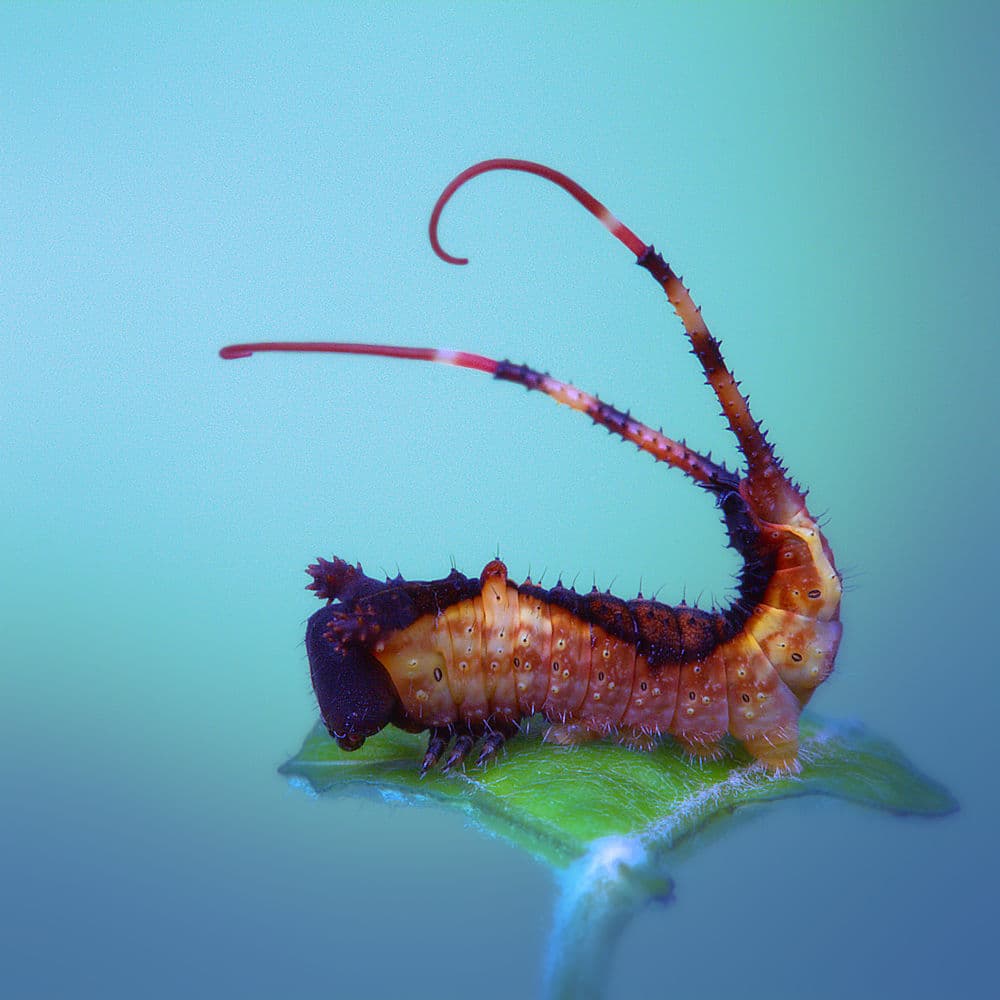 Strange Spiky Caterpillar by Jimmy Hoffman — canvas wall art