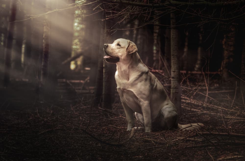 Golden Lab Sunbeam Forest by Dorte Irene Sattrup Lund-Nielsen — canvas wall art