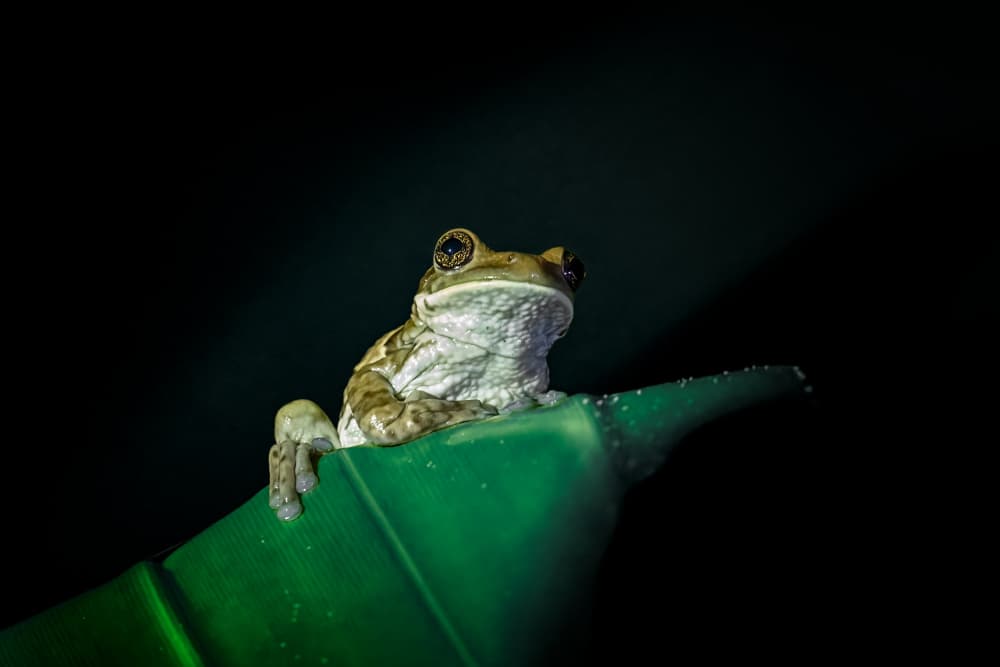 Nocturnal Tree Frog by Siyu_Wei APA — canvas wall art