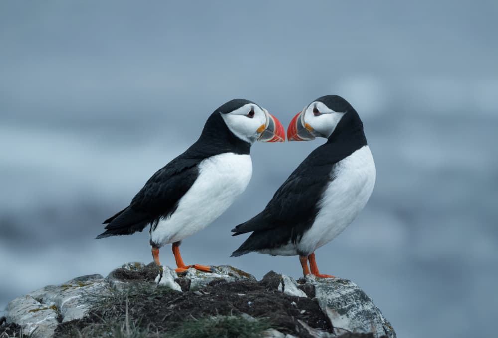 Puffins In Love by Qing Zhao — canvas wall art