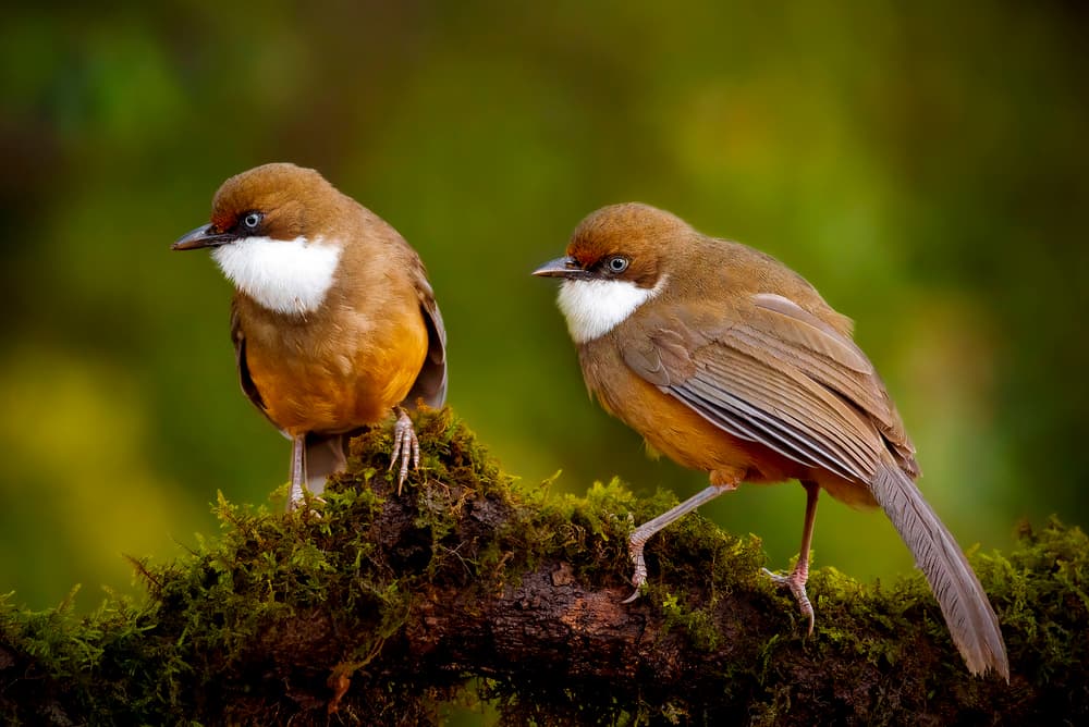 Two Forest Birds by Abdul Saleem — canvas wall art