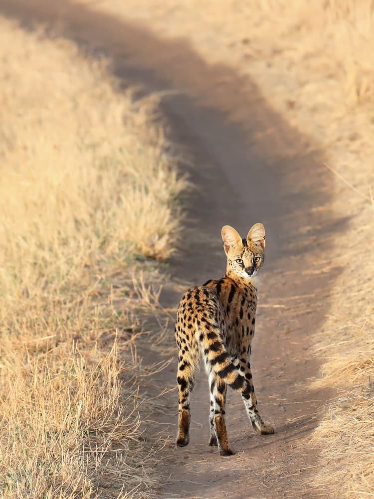 Spotted Serval on Safari by Cheng Chang — canvas wall art