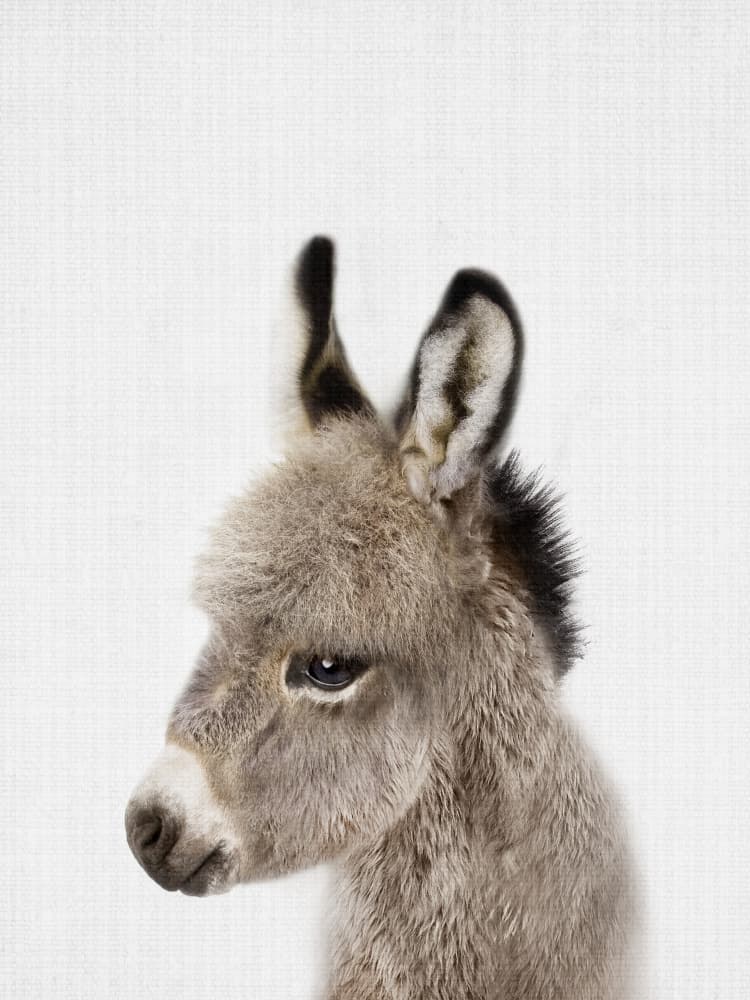 Adorable Donkey Foal by Lila &amp; Lola — canvas wall art