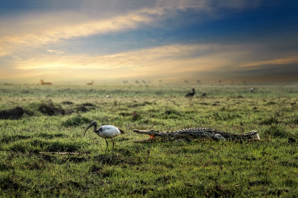 Crocodile and Ibis Dawn by Piet Flour — canvas wall art