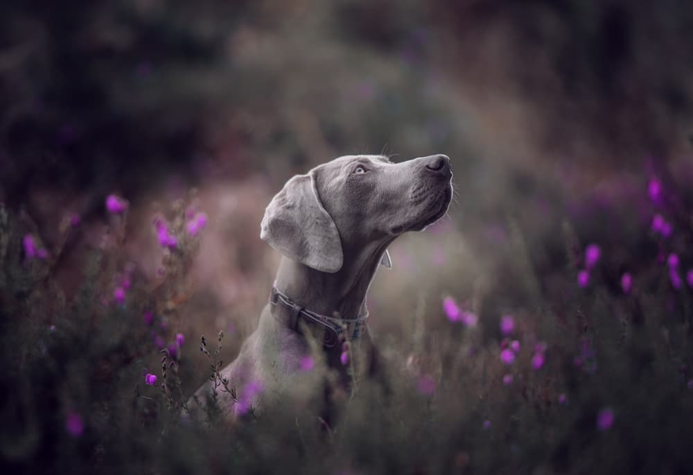 Weimaraner In Purple Flowers by Alfonso maseda varela — canvas wall art