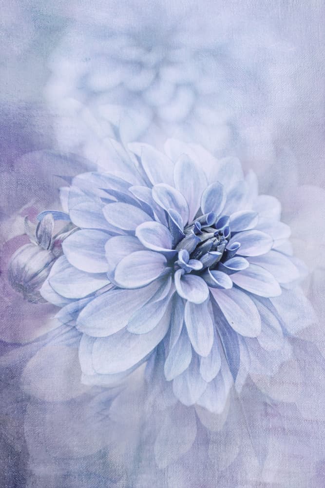 Blue Dahlia Dream by Jacky Parker — canvas wall art