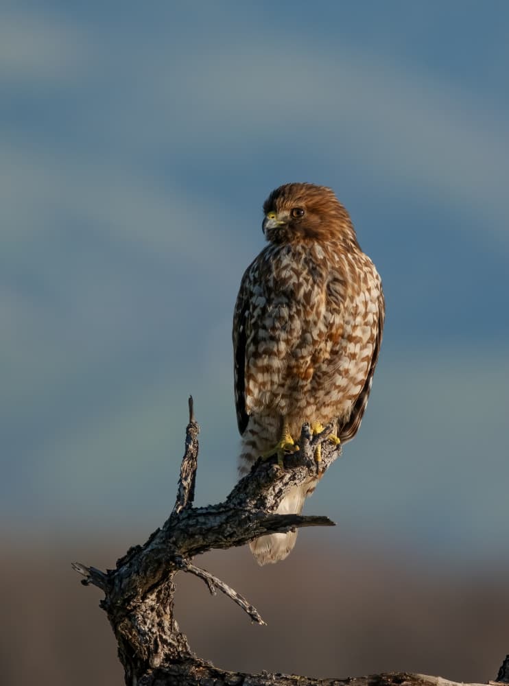 Sunlit Hawk Perched by Johnson Huang — canvas wall art