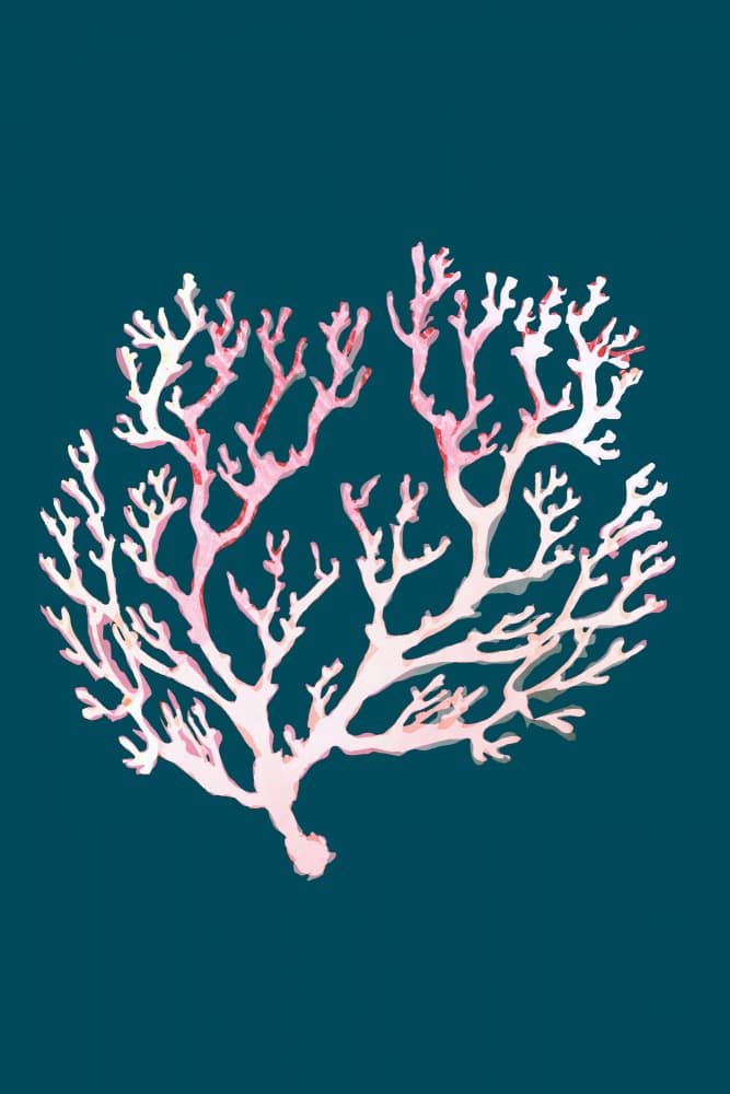Soft Pink Coral by cartissi — canvas wall art
