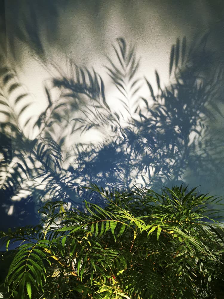 Sunlit Leaf Shadows by Angelo Cerantola — canvas wall art