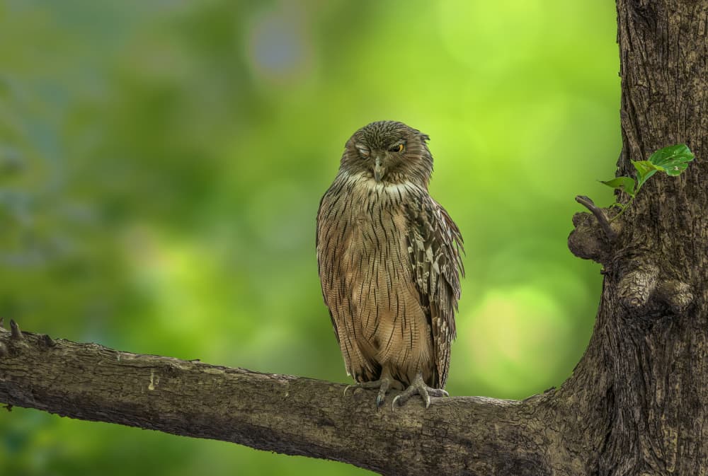 Peaceful Forest Owl by Anita Singh — canvas wall art