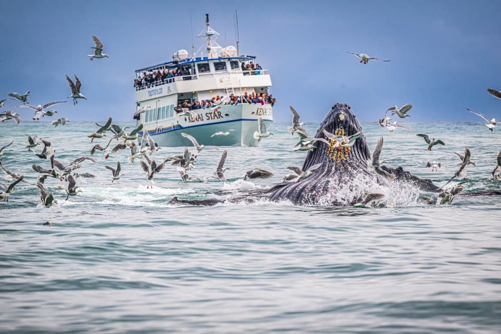 Humpback Feeding Frenzy by Jeffrey C. Sink — canvas wall art
